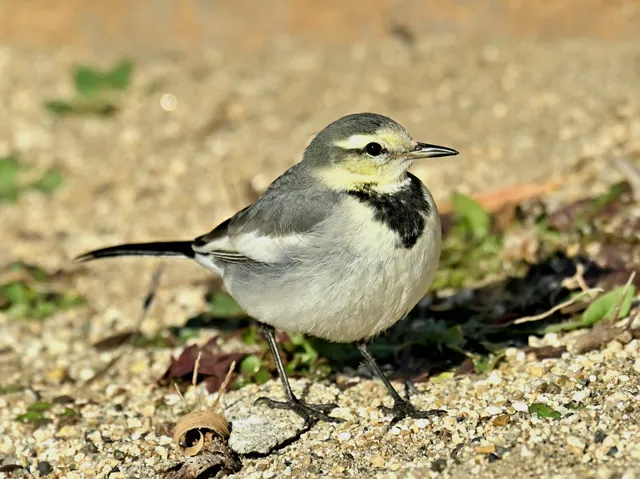 Species Image