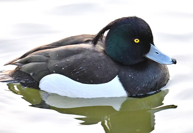 Species Image