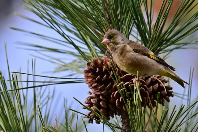 Species Image