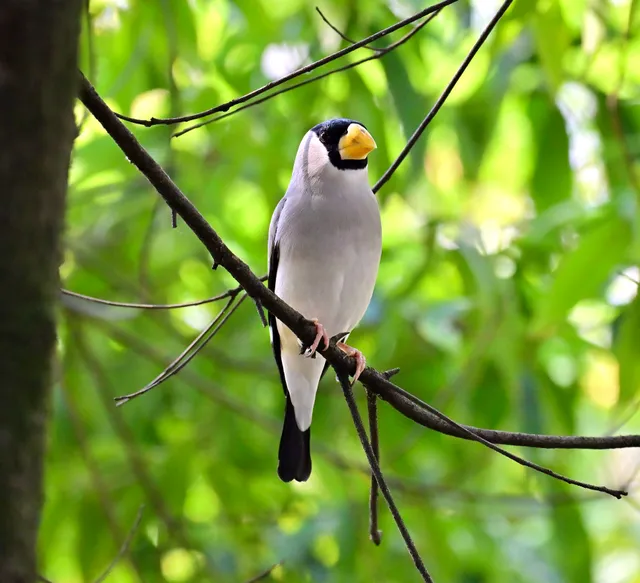 Species Image