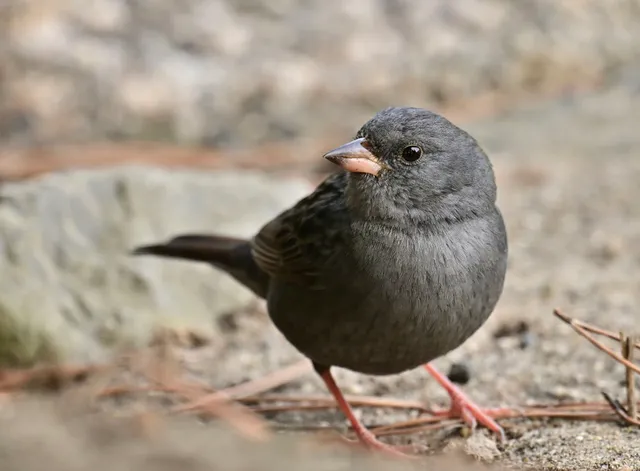 Species Image