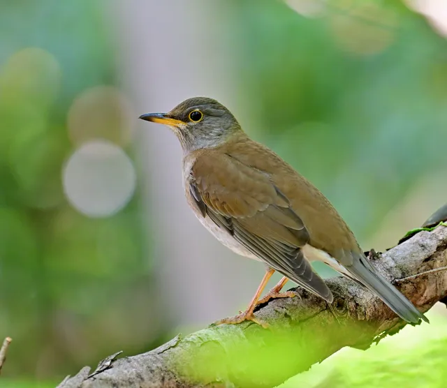 Species Image