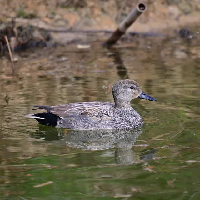 Species Image