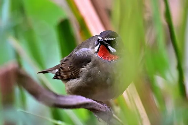 Species Image