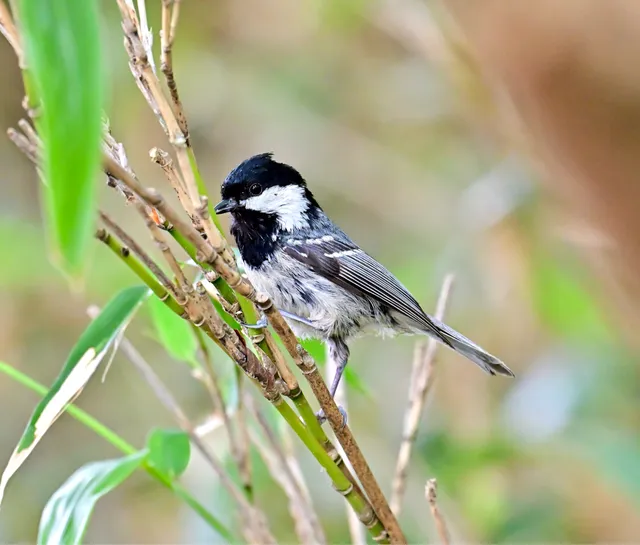 Species Image