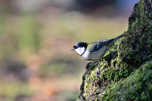 Species Image