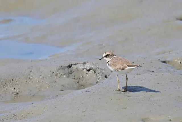 Species Image