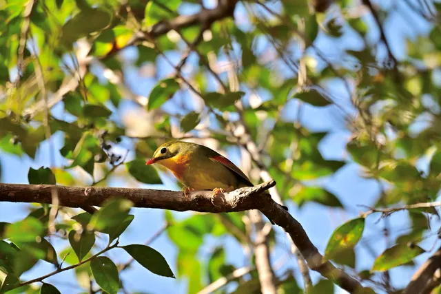 Species Image
