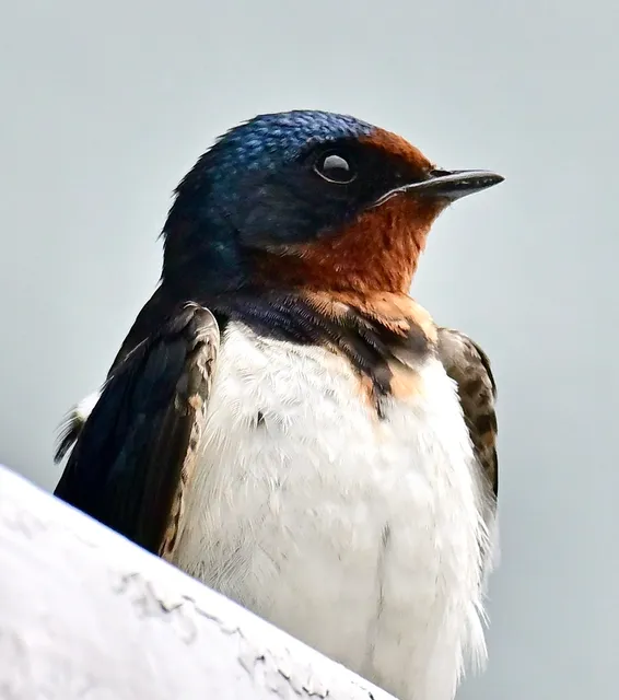 Species Image