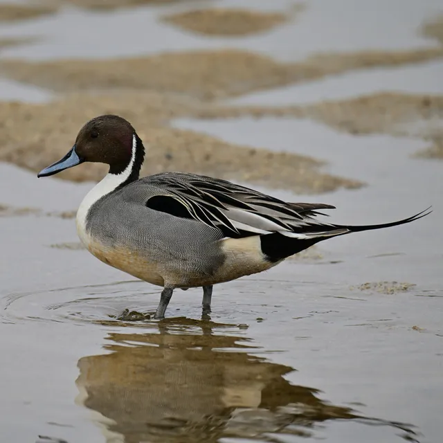 Species Image