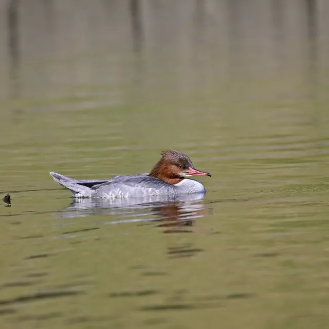Species Image