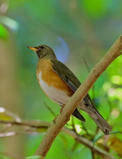 Species Image