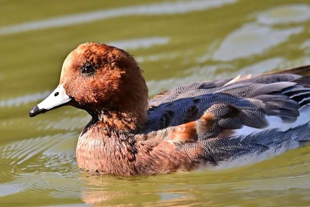Species Image