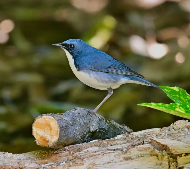 Species Image