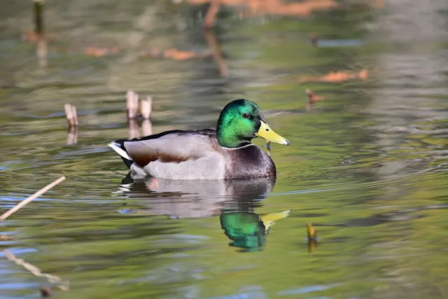 Species Image