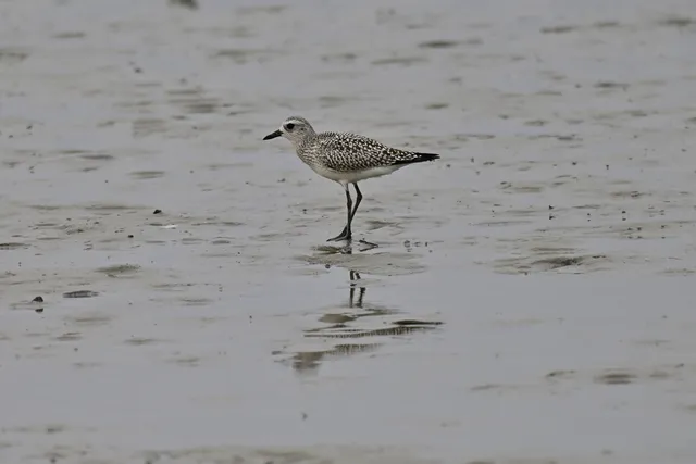 Species Image