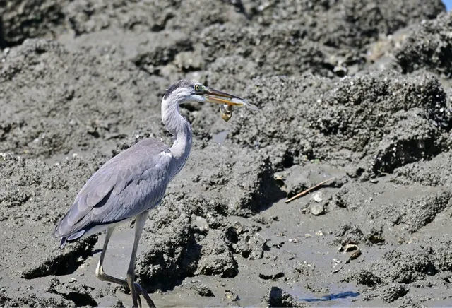 Species Image