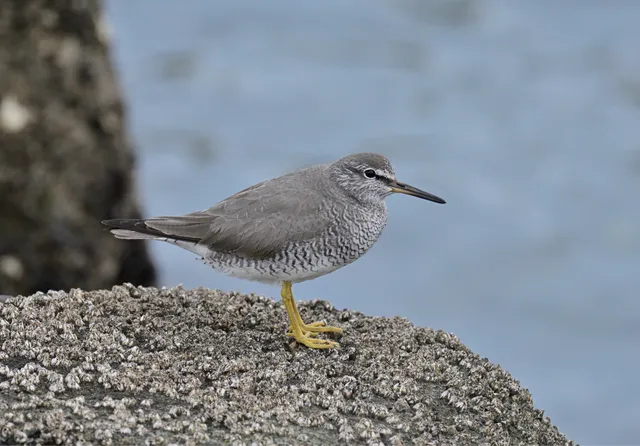 Species Image