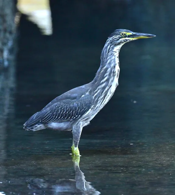 Species Image