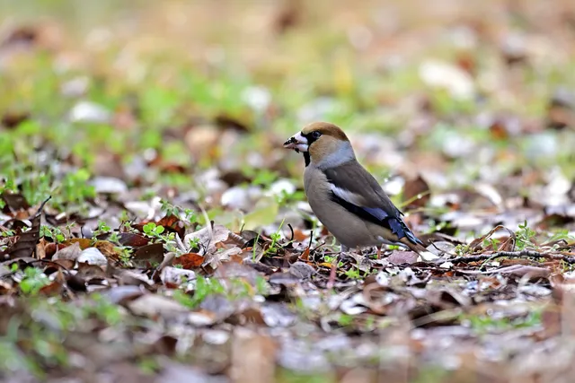 Species Image