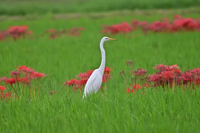 Species Image