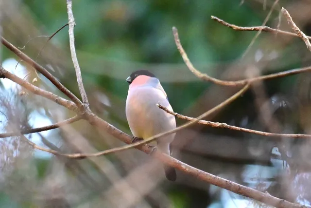 Species Image