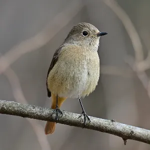 Species Image