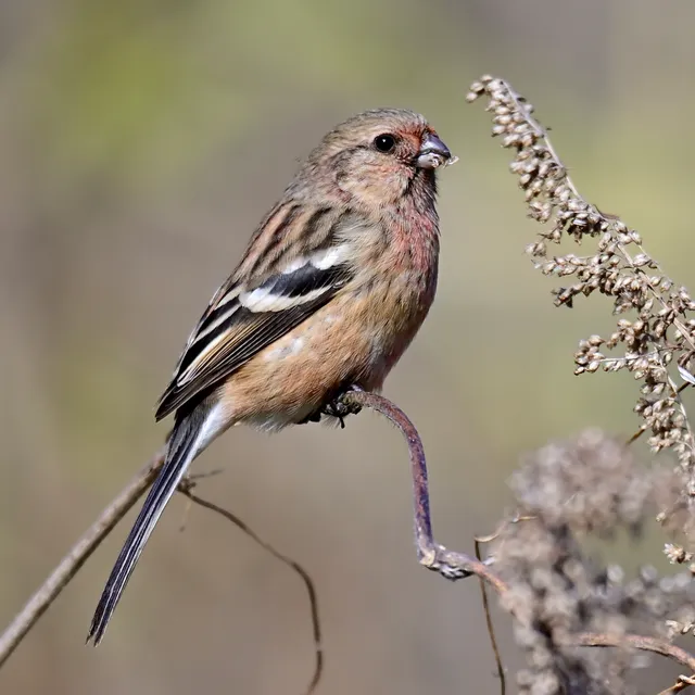 Species Image