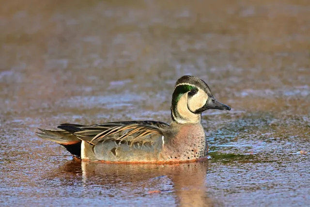 Species Image