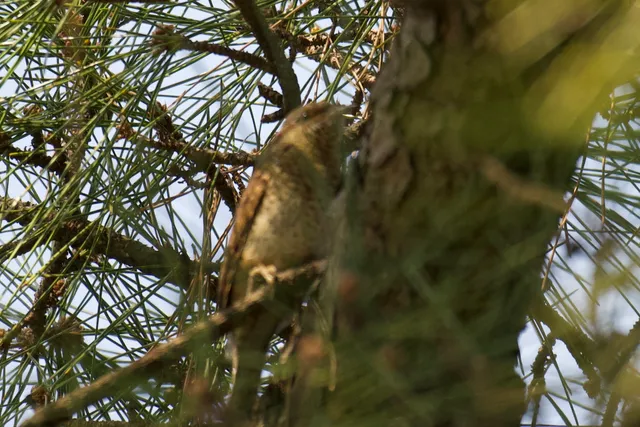 Species Image