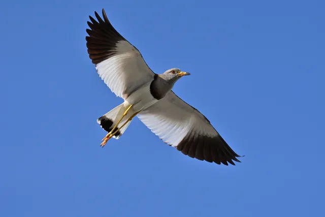 Species Image