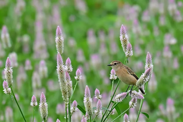 Species Image