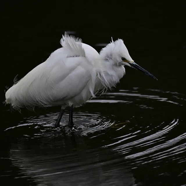 Species Image