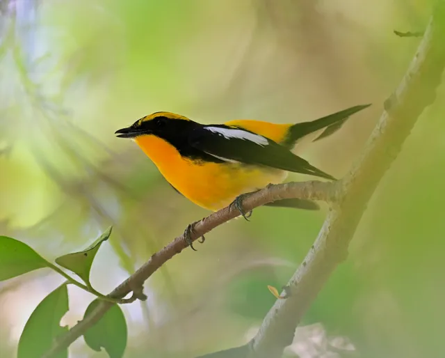 Species Image
