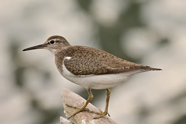 Species Image