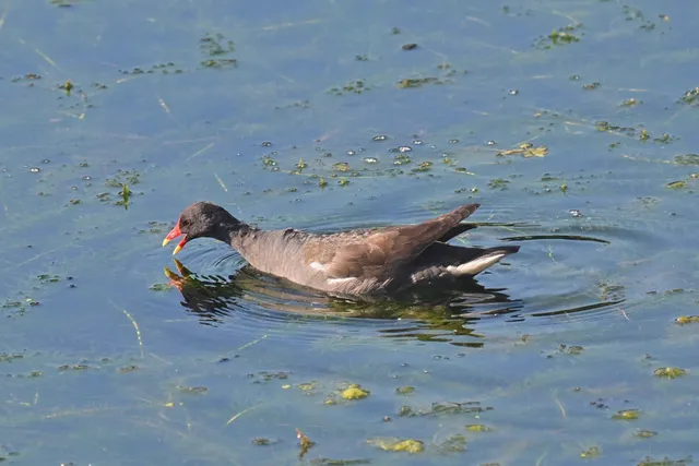 Species Image