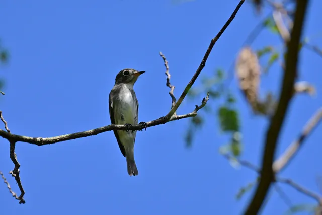 Species Image