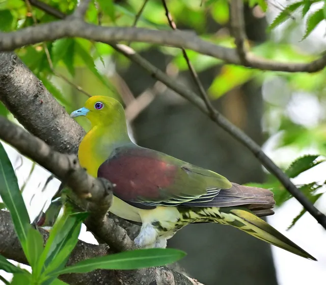 Species Image