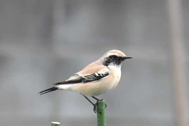 Species Image