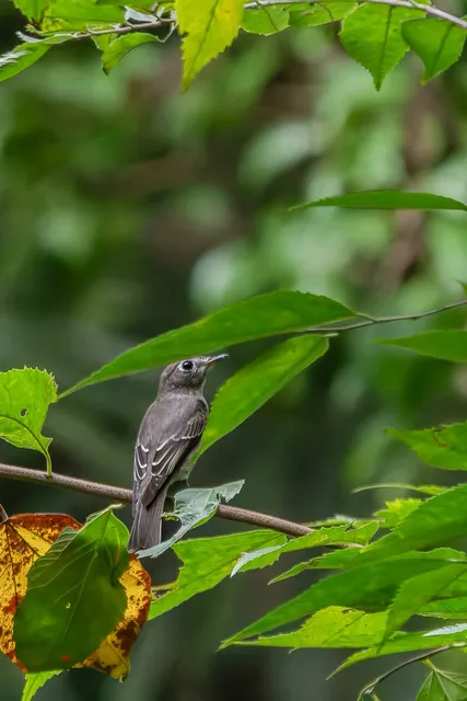 野鳥の写真
