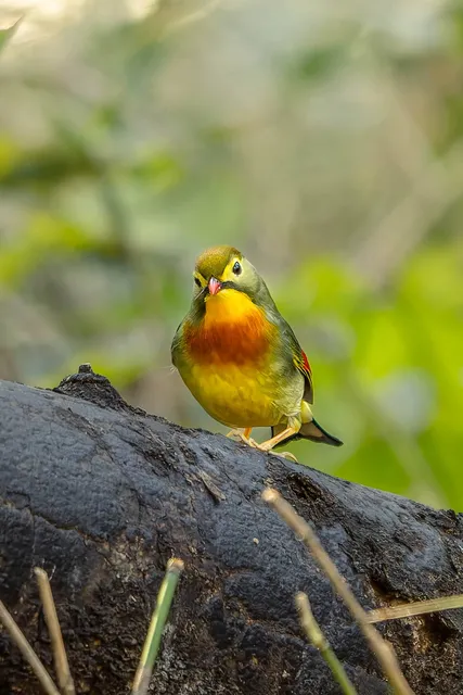 野鳥の写真