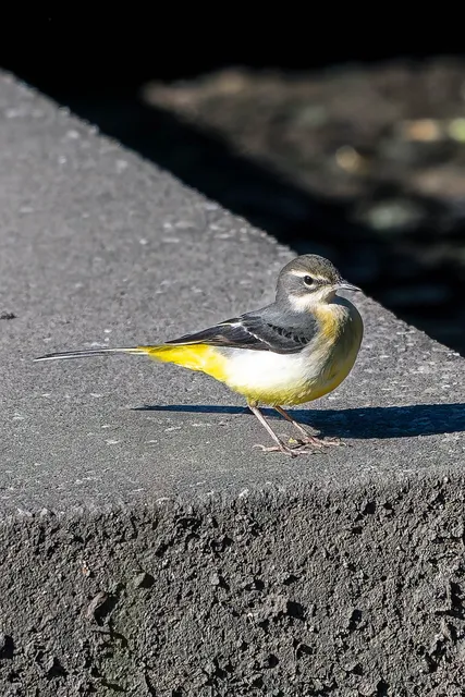 野鳥の写真