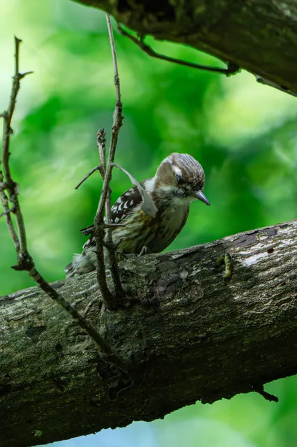 野鳥の写真