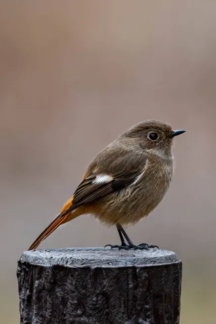 野鳥の写真