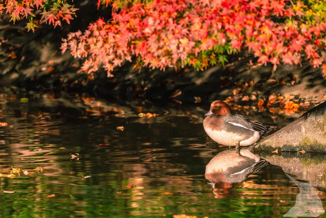野鳥の写真