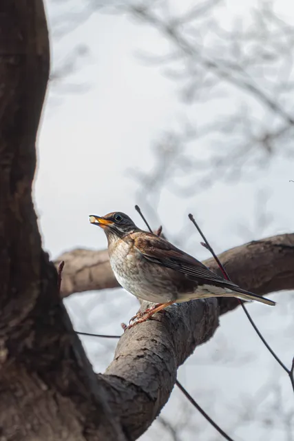 野鳥の写真
