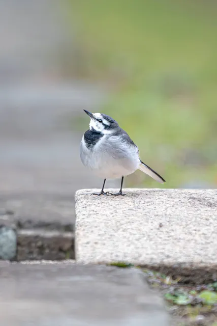 野鳥の写真