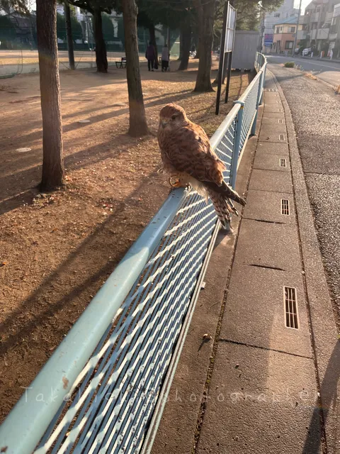 野鳥の写真