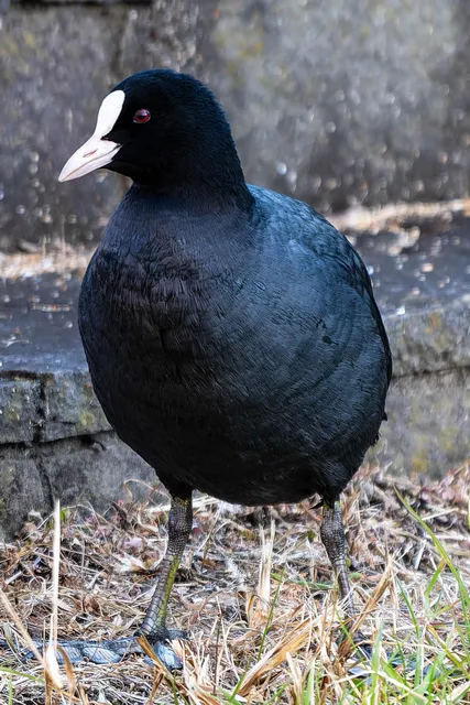 野鳥の写真