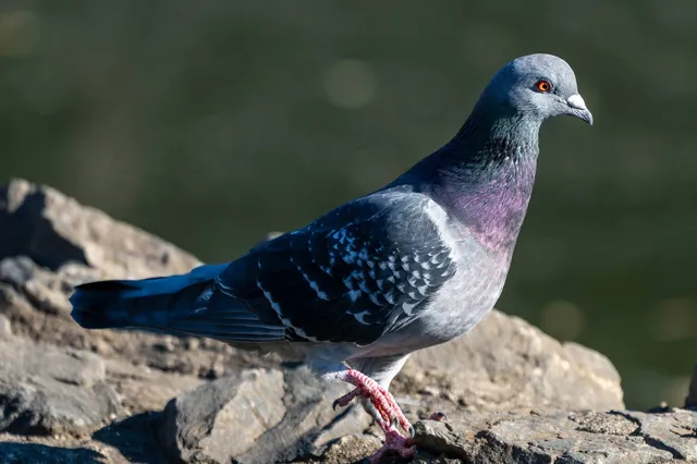 野鳥の写真